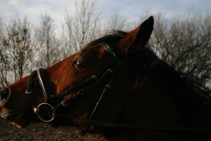 Anden særlig race Chivas *part* billede 8