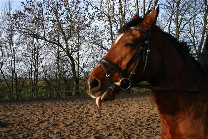 Anden særlig race Chivas *part* billede 9