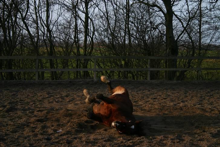 Anden særlig race Chivas *part* billede 10