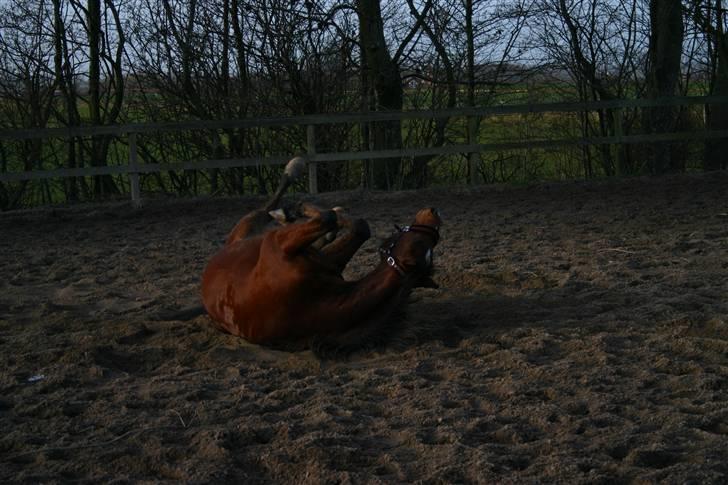 Anden særlig race Chivas *part* billede 11