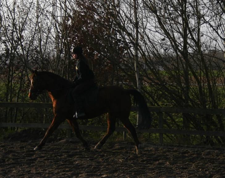 Anden særlig race Chivas *part* billede 13