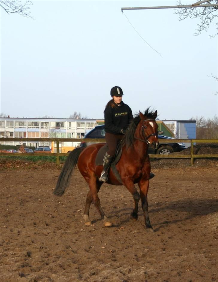 Anden særlig race Chivas *part* billede 14