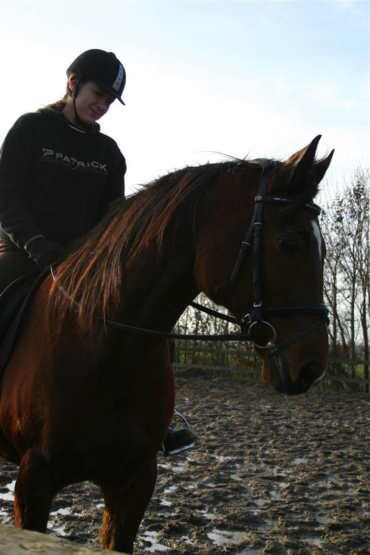 Anden særlig race Chivas *part* billede 15