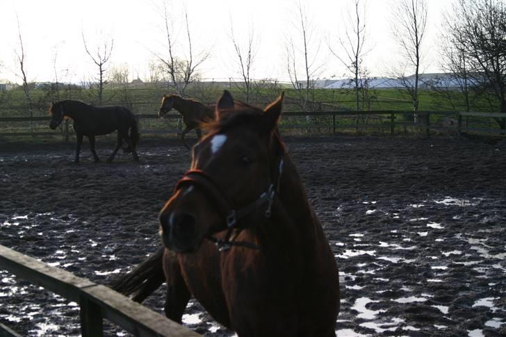 Anden særlig race Chivas *part* billede 16