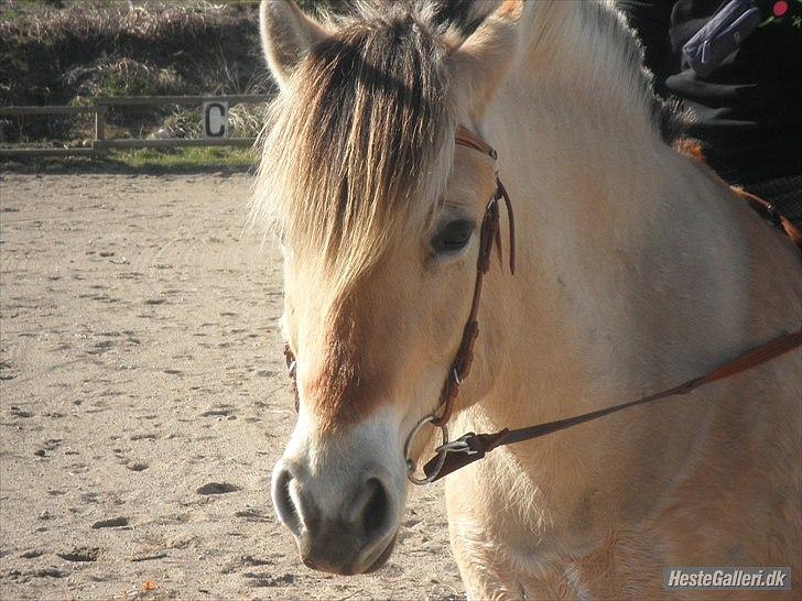 Fjordhest Misja  ( Første pony) - den første hest jeg var heldig at eje i 3 uforglemmelige år<3 den bedste hest man kunne ønske sig var dig Misja<3 billede 1