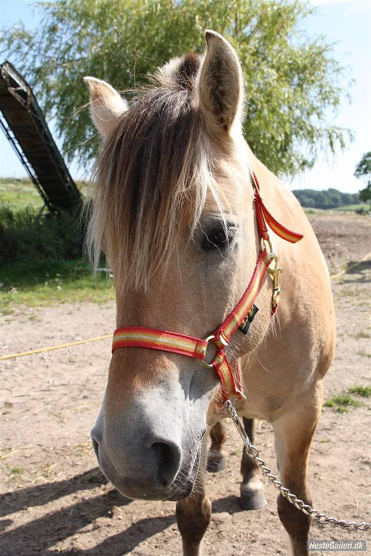 Fjordhest Misja  ( Første pony) - charme, selvtilid, lækkert hår xD elskede ponie <3<3<3<3 billede 3