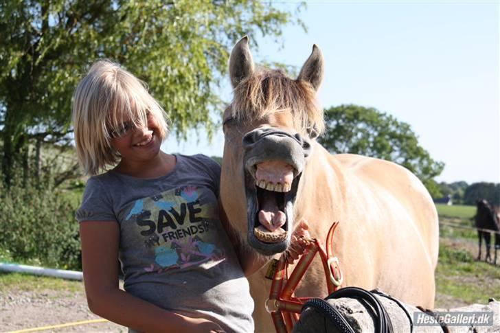 Fjordhest Misja  ( Første pony) - jaa man kan jo blive træt billede 4