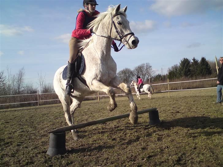 Sportsaraber (A) » Etern (: x Part - 19) Foto: Kiaya - Her SPRINGER vi så endelig :D Det er ca. 30-35 cm. Det er anden gang vi springer :D D. 20/03-09 billede 19