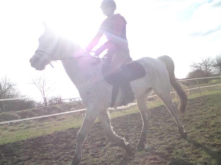 Sportsaraber (A) » Etern (: x Part - 20) Terne i fuld trav. Foto: Kiaya billede 20