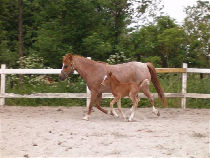 Welsh Mountain (sec A) Stendyssen's Sweet Sensation billede 2