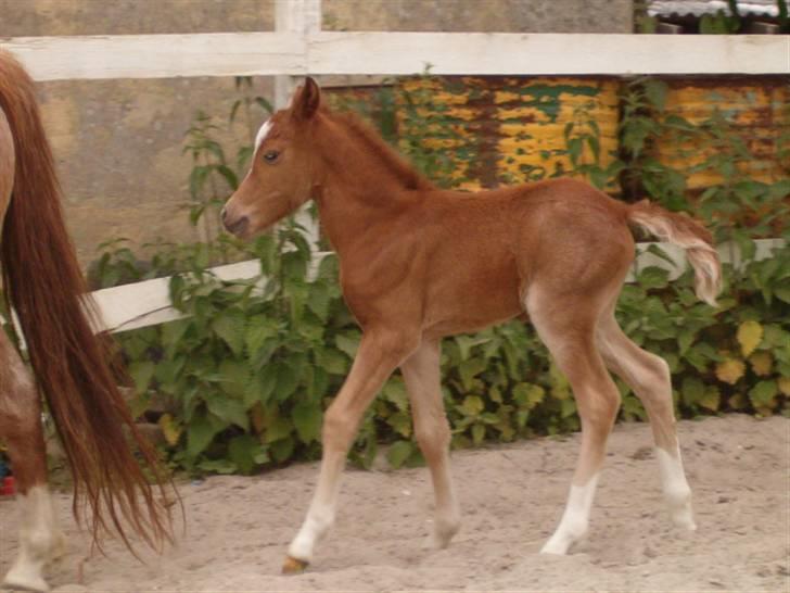 Welsh Mountain (sec A) Stendyssen's Sweet Sensation billede 3