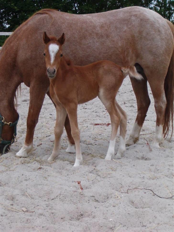 Welsh Mountain (sec A) Stendyssen's Sweet Sensation billede 4