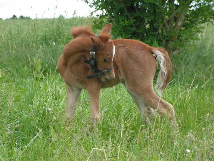 Welsh Mountain (sec A) Stendyssen's Sweet Sensation billede 5