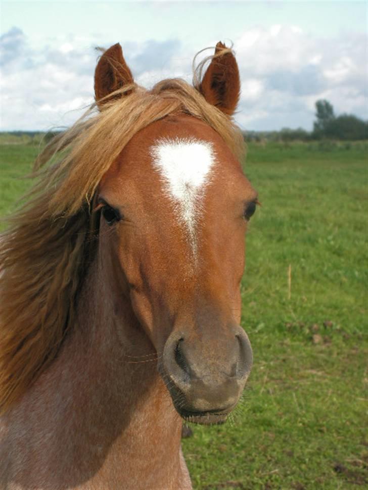 Welsh Mountain (sec A) Stendyssen's Sweet Sensation billede 6