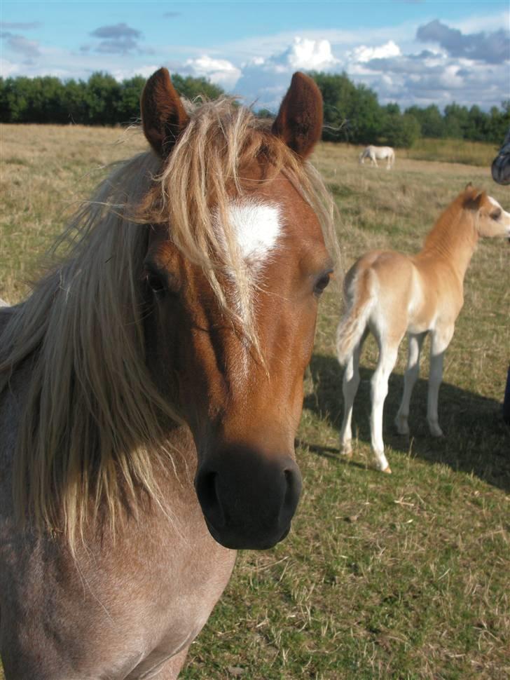 Welsh Mountain (sec A) Stendyssen's Sweet Sensation billede 8