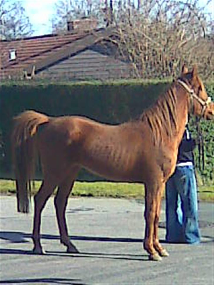 Arabisk fuldblod (OX) GHAZAL AL BAHIR. VINDENS SANG - 18/03-09 - hos gamle ejer Bettina.. få dage inden jeg fik ham hjem.. :o)  billede 2