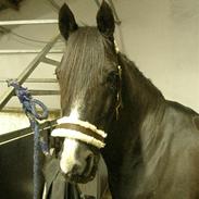 Anden særlig race Armani