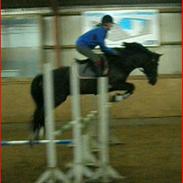 Anden særlig race Armani