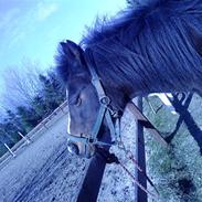 Anden særlig race Betty (solgt.)