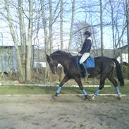 Dansk Varmblod Silva Bakkely <3