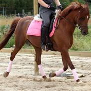 Arabisk fuldblod (OX) Java Surprise