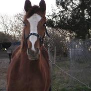 Hannoveraner malonis dream flirt