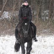 Welsh Cob (sec D) Valhallas Star Actress