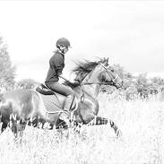 Welsh Cob (sec D) Valhallas Star Actress