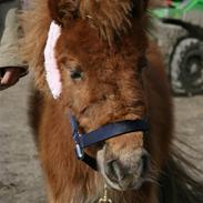 Shetlænder Valter