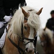 Haflinger Jupiter's bonanza (Tidl. hest)