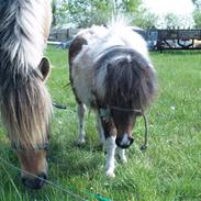 Shetlænder Tøsen - tidligere pony