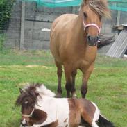 Shetlænder Tøsen - tidligere pony