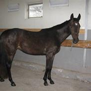 Dansk Varmblod Santana