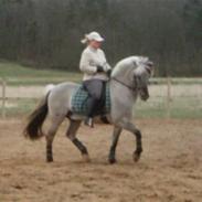 Fjordhest Haavaniko [avlshingst]