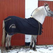 Fjordhest Haavaniko [avlshingst]