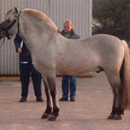 Fjordhest Haavaniko [avlshingst]