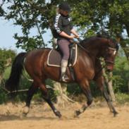 Dansk Varmblod Filore:D  (part)