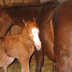 Welsh Partbred (Sec F)         Ørsteds Carpaccio