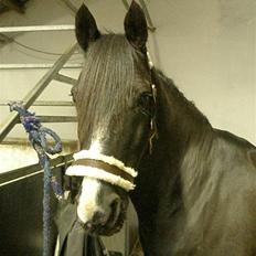 Anden særlig race Armani