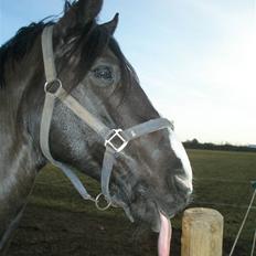 Anden særlig race Armani