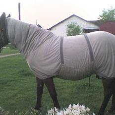 Islænder valva fra ulfsstödum