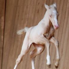 Palomino Lysgaards Miss Sophie