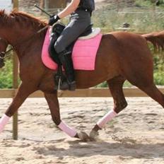 Arabisk fuldblod (OX) Java Surprise