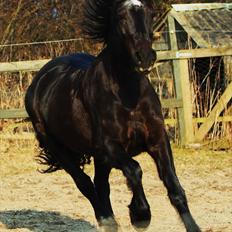 Welsh Cob (sec D) Valhallas Star Actress