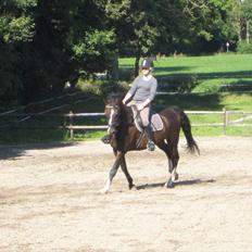 Hannoveraner Pik Pikeur 