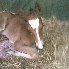 Anden særlig race Eclipse of the Moon SOLGT