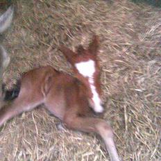 Anden særlig race Eclipse of the Moon SOLGT