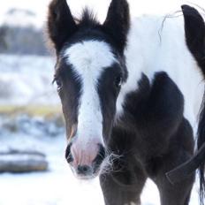 Tinker Hauge´s Gilroy *solgt*