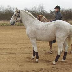 Lipizzaner Klaus † R.I.P. †