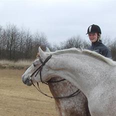 Lipizzaner Klaus † R.I.P. †